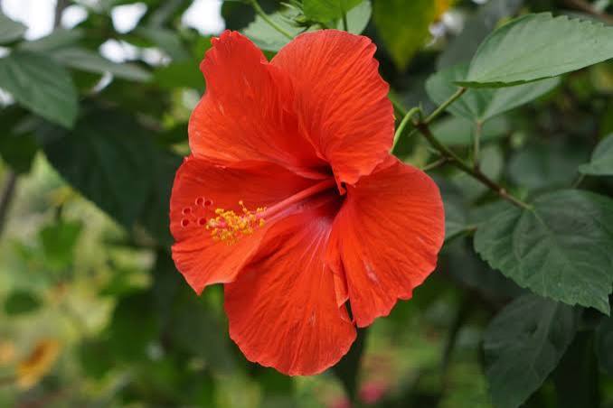 Hibiscus Plants — Browse 1 varieties